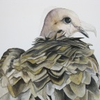 Mourning Vulture (Necrosyrtes macroura). 2010. (Detail)