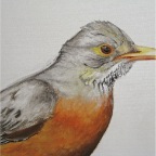 North American Kurrichane (Turdus migratorius libonyanus). 2010. (Detail).