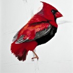 Southern Red Cardinal (Euplectes cardinalis). 2012. Pencil and watercolour on Fabriano paper. 30 x 22