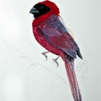 Northern Bishop (Cardinalis orix). 2012. Pencil and watercolour on Fabriano paper. 30 x 22